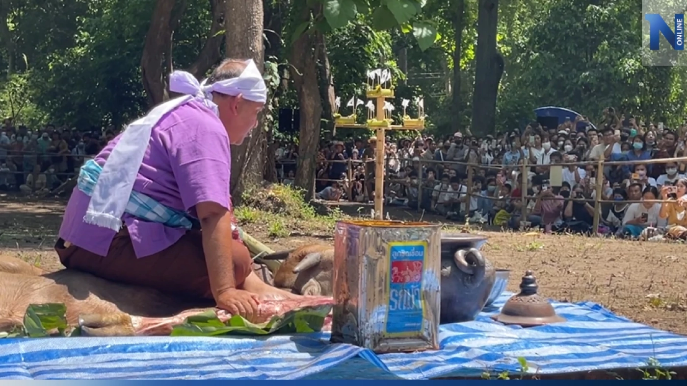สุดแปลก! ชาวเชียงใหม่ สืบสานประเพณี "เลี้ยงดง" ร่างทรงยักษ์กินเนื้อควายสด