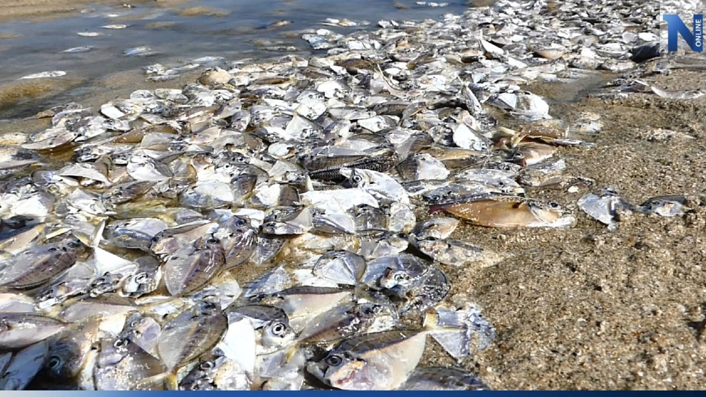 ปลาเกยตื้นตายเกลื่อน "หาดทุ่งวัวแล่น" ชุมพร ชาวบ้านแห่เก็บ
