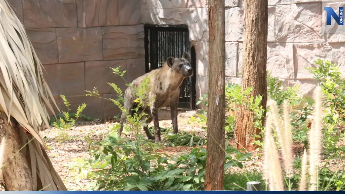 สวนสัตว์โคราช เปิดบ้านหลังใหม่ให้ฝูงนักล่า "ไฮยีนาลายจุด"