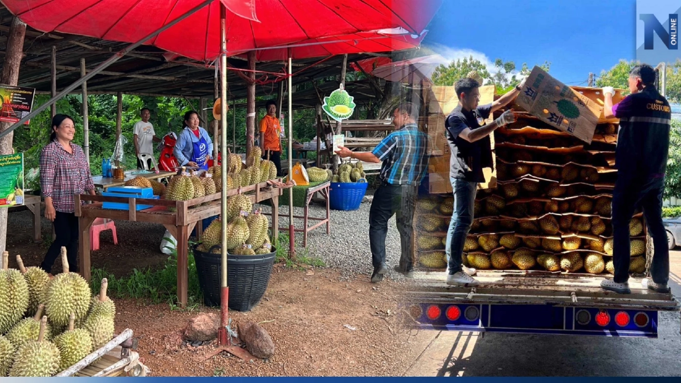 แม่ค้าขายทุเรียนข้างทางกันทรลักษ์ ยันไม่เคยขายทุเรียนภูเขาไฟให้ "ล้ง"