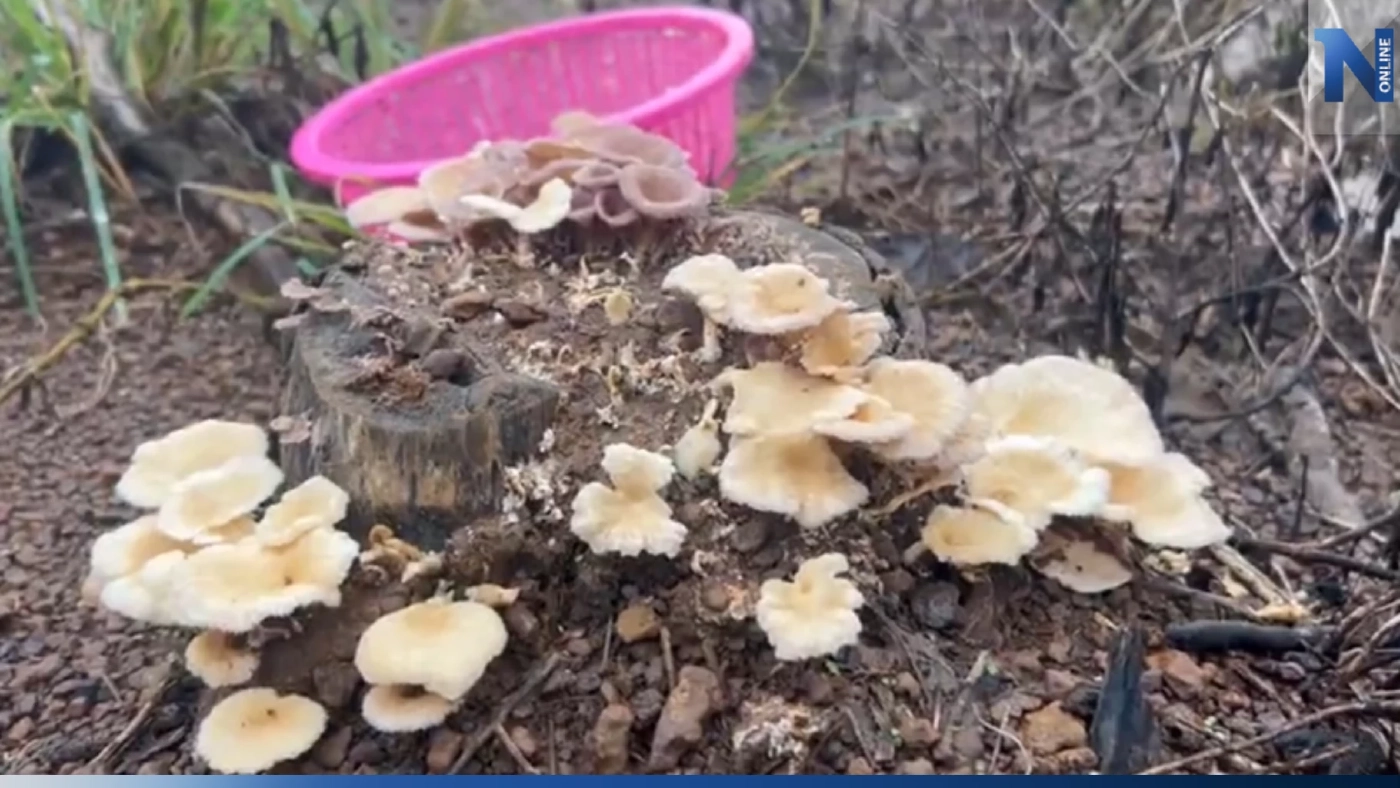 สุดแปลก! ชาวบ้านตราดเก็บ "เห็ดตอยาง" ปรุงเมนูชาวสวนหลากหลาย สุดแปลก! ชาวบ้านตราดเก็บ "เห็ดตอยาง" ปรุงเมนูชาวสวนหลากหลาย