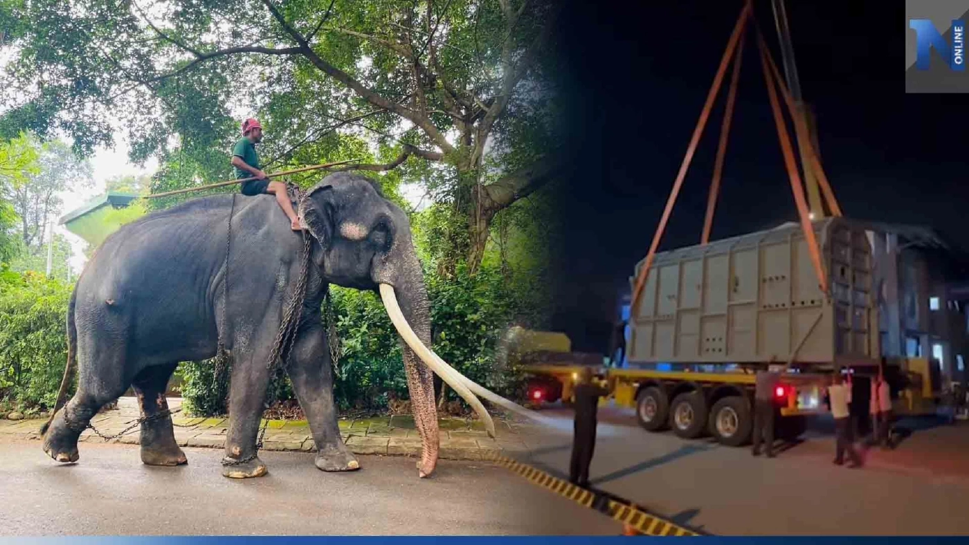 "พลายศักดิ์สุรินทร์" พร้อมกลับไทย ตรวจเลือดไม่พบเชื้อวัณโรคในช้าง