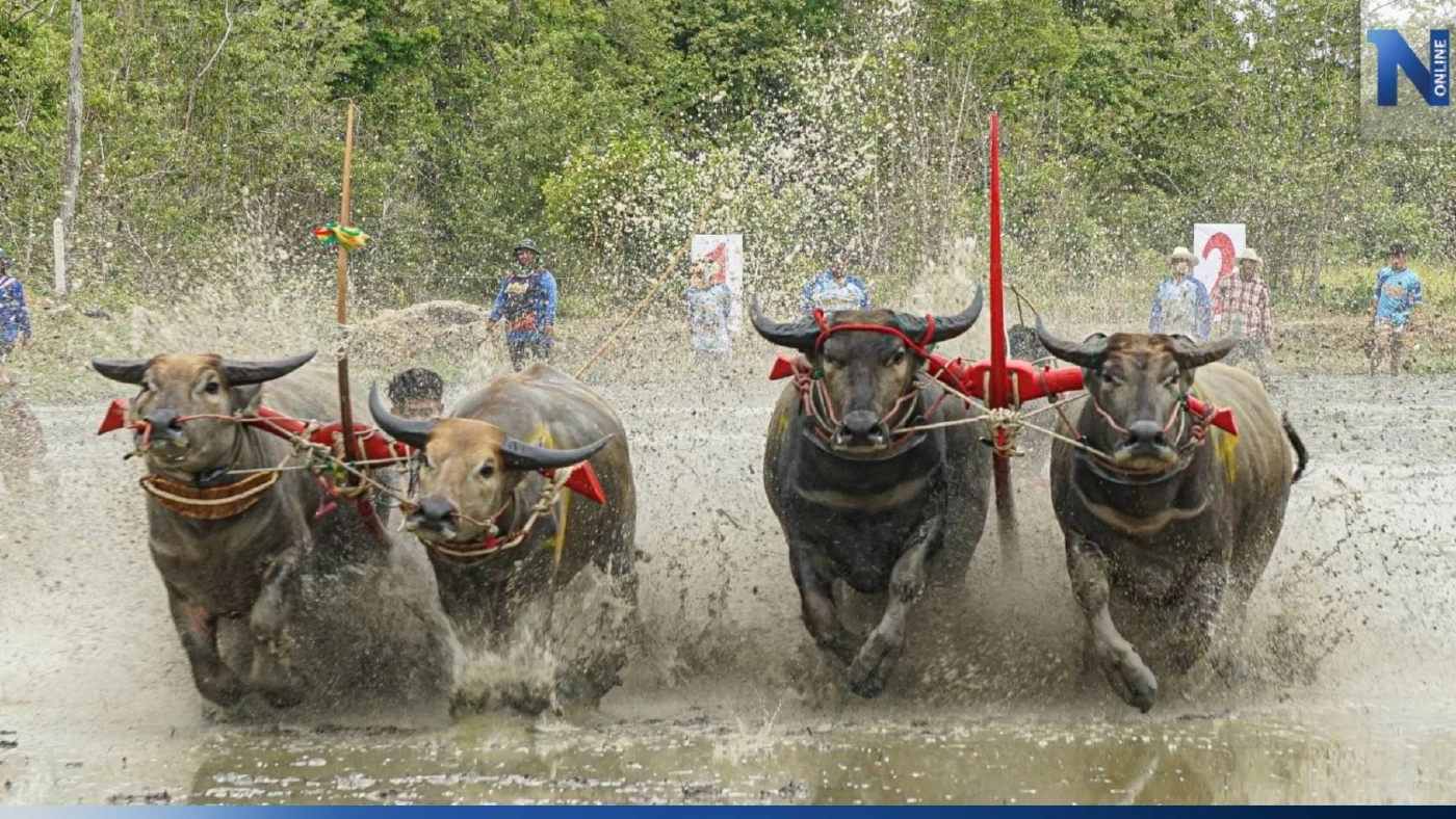 คึกคัก! จัดงานอนุรักษ์ประเพณีท้องถิ่นวิ่งควาย สร้างสามัคคีในชุมชน