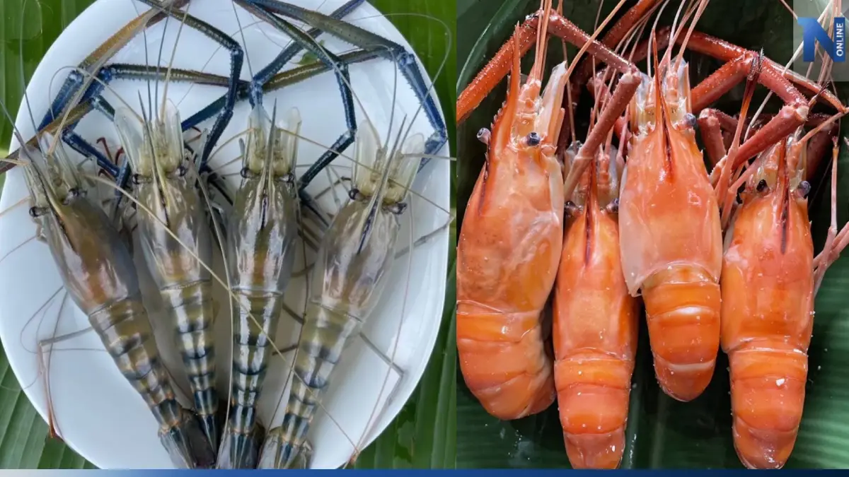 เปิดตัว “กุ้งก้ามกรามบางแพ” สินค้า GI ล่าสุด โกยเงินสู่ชุมชน 2,500 ล้าน/ปี