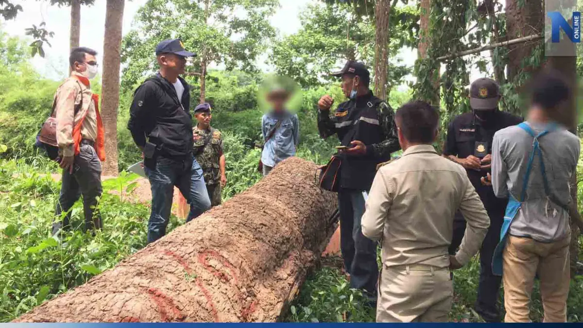จับอดีตลูกจ้างป่าไม้ลอบตัดไม้ยางนา สารภาพมีออเดอร์ส่งประเทศจีน