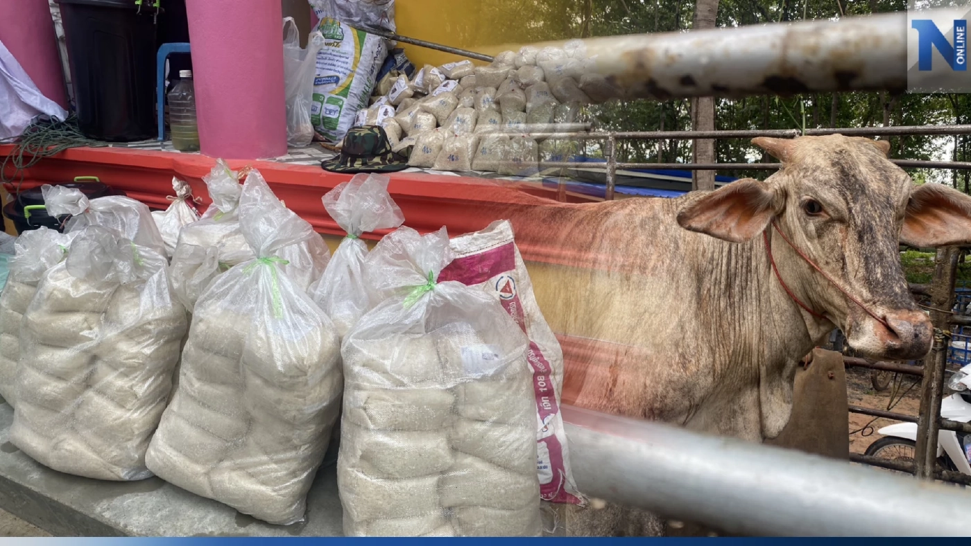 ฮือฮา! งานศพแม่เฒ่าบุรีรัมย์ จัดของชำร่วยฉลากแจกวัว 5 ตัว ข้าวสาร 1.5 ตัน