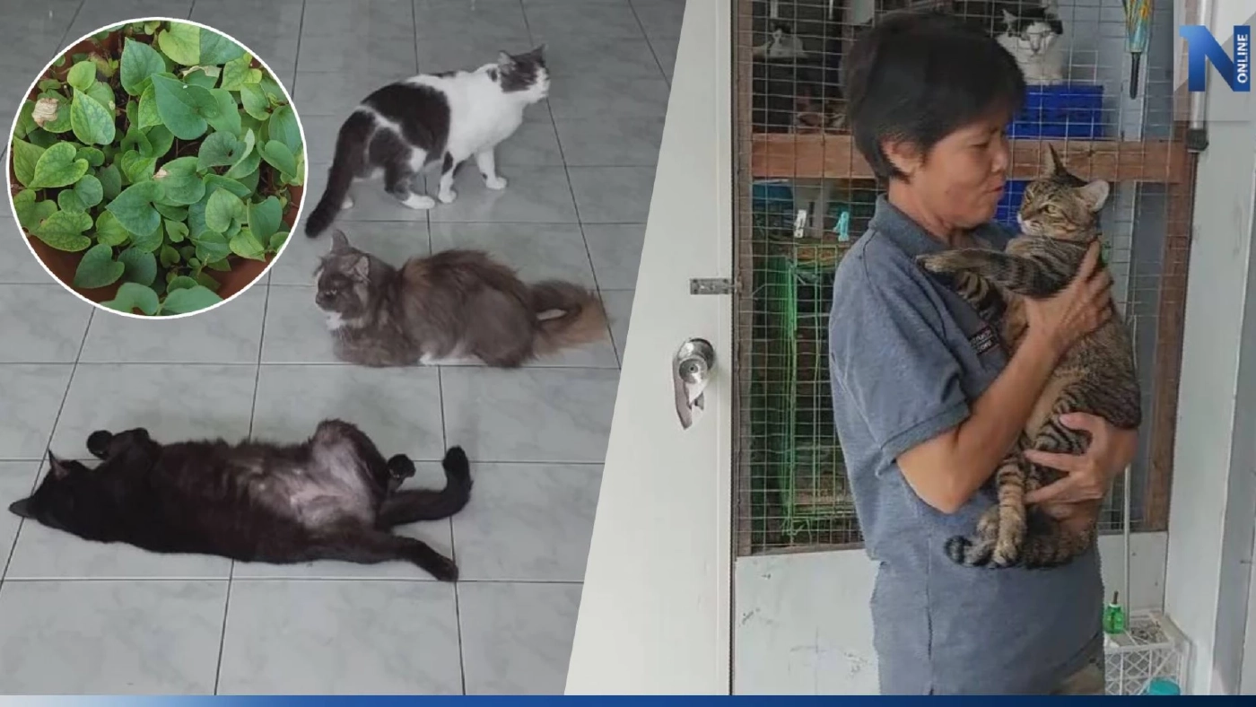 สาวใจบุญ เลี้ยงแมวที่ถูกทิ้งกว่า 30 ตัว ใช้สมุนไพรไทยช่วยรักษาโรคแมว-อาการบาดเจ็บ