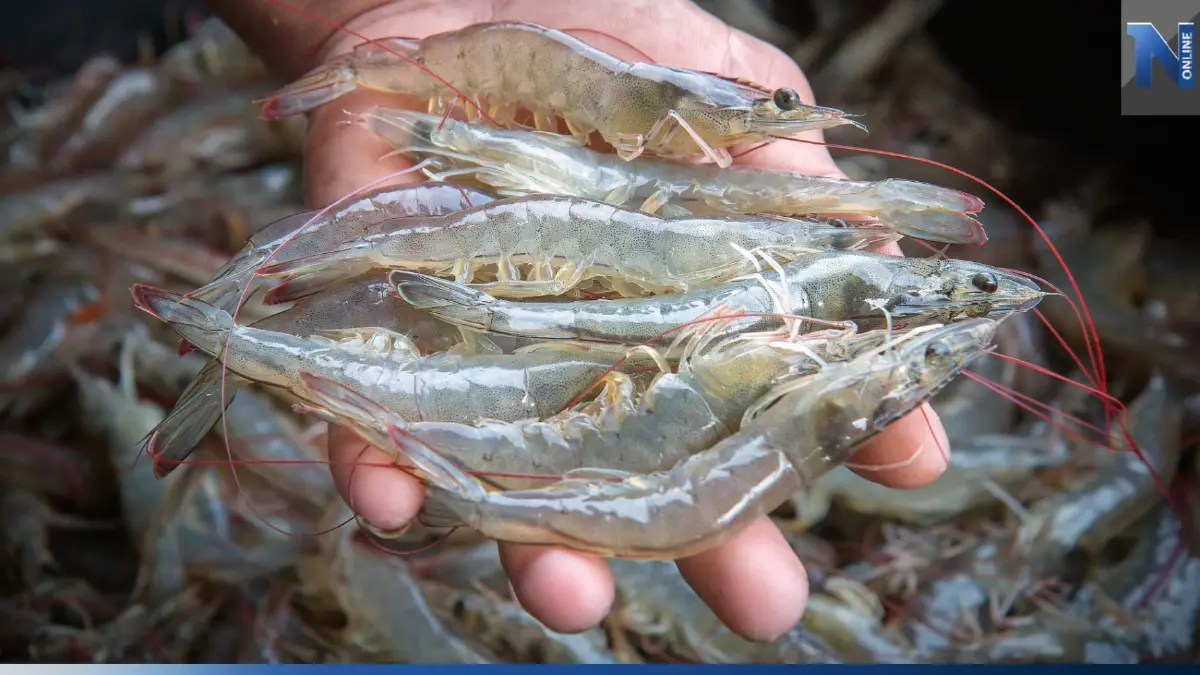 พาณิชย์เร่งแก้ปัญหา "กุ้งขาว" ราคาตกต่ำ 5,000 ตัน พาณิชย์เร่งแก้ปัญหา "กุ้งขาว" ราคาตกต่ำ 5,000 ตัน
