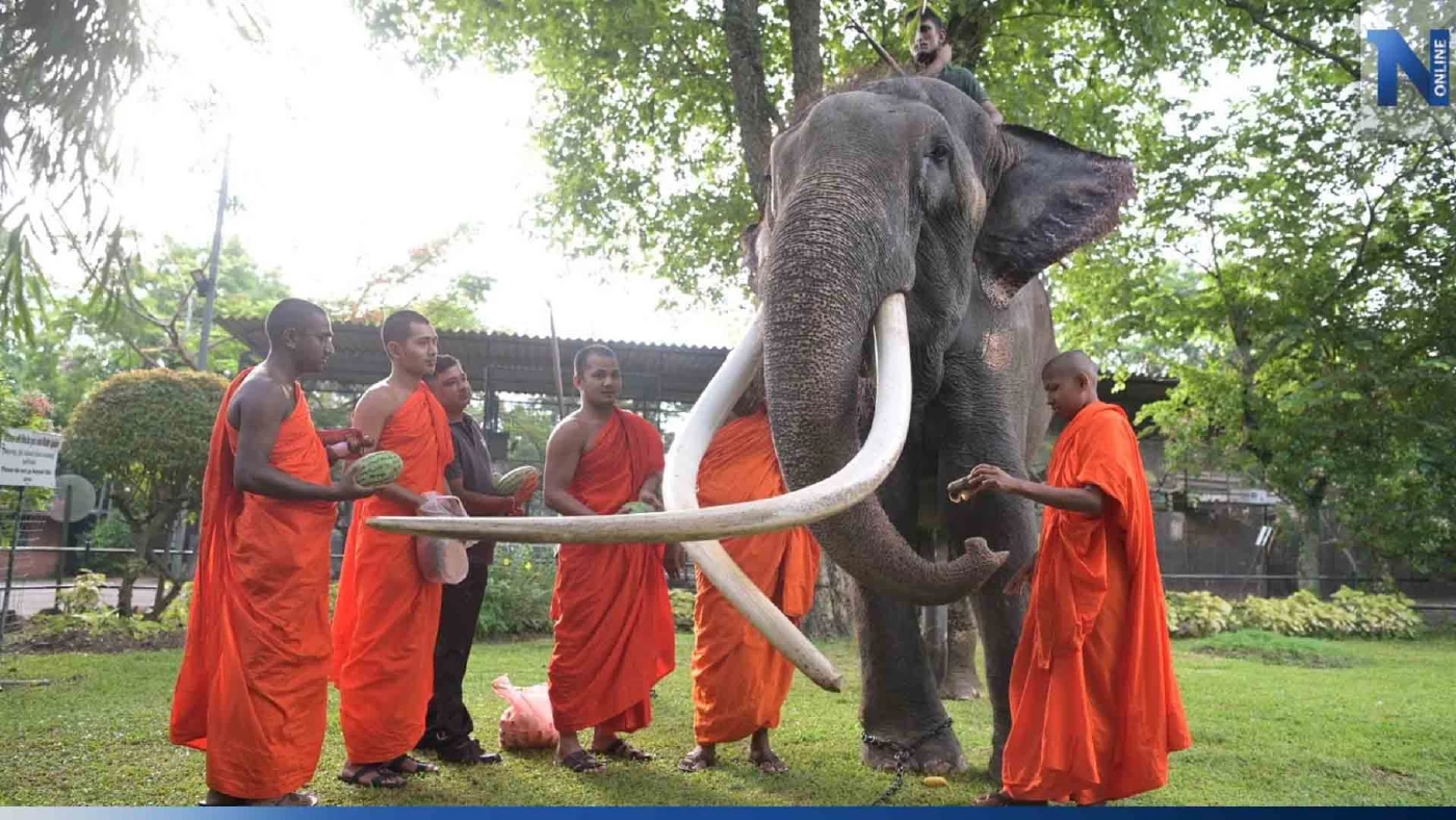 ศรีลังกา ประกอบพิธีทำบุญ ให้ "พลายศักดิ์สุรินทร์" ก่อนเดินทางกลับไทย ศรีลังกา ประกอบพิธีทำบุญ ให้ "พลายศักดิ์สุรินทร์" ก่อนเดินทางกลับไทย