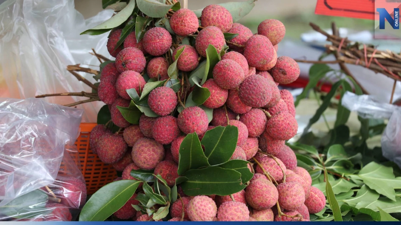 ของดี! "ลิ้นจี่จักรพรรดิ์" สร้างรายได้ให้เชียงใหม่ ทะลุพันล้านต่อปี
