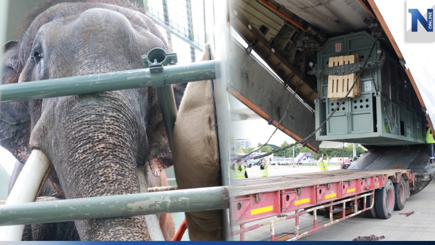 ภารกิจนำ "พลายศักดิ์สุรินทร์" กลับบ้านสำเร็จ จากนี้กักตัวเฝ้าระวัง-ป้องกันโรค