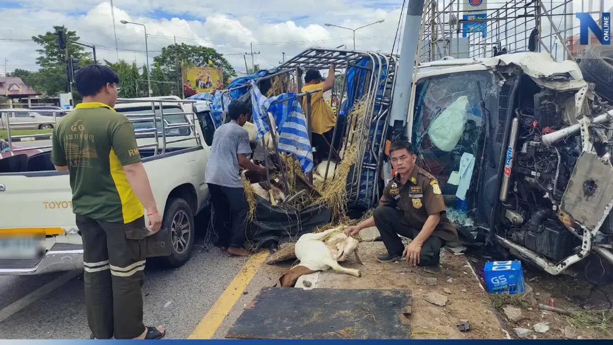กระบะขนแพะเบรกแตก พุ่งชนกลางสี่แยกไฟแดง แพะตาย 35 ตัว