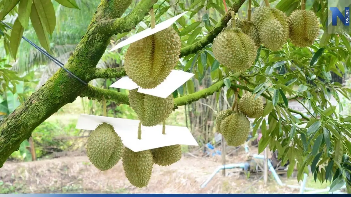 ถอด 5 ขั้นตอนทำทุเรียนคุณภาพ ในภาคตะวันออกด้วย "จันทบุรีโมเดล" ถอด 5 ขั้นตอนทำทุเรียนคุณภาพ ในภาคตะวันออกด้วย "จันทบุรีโมเดล"