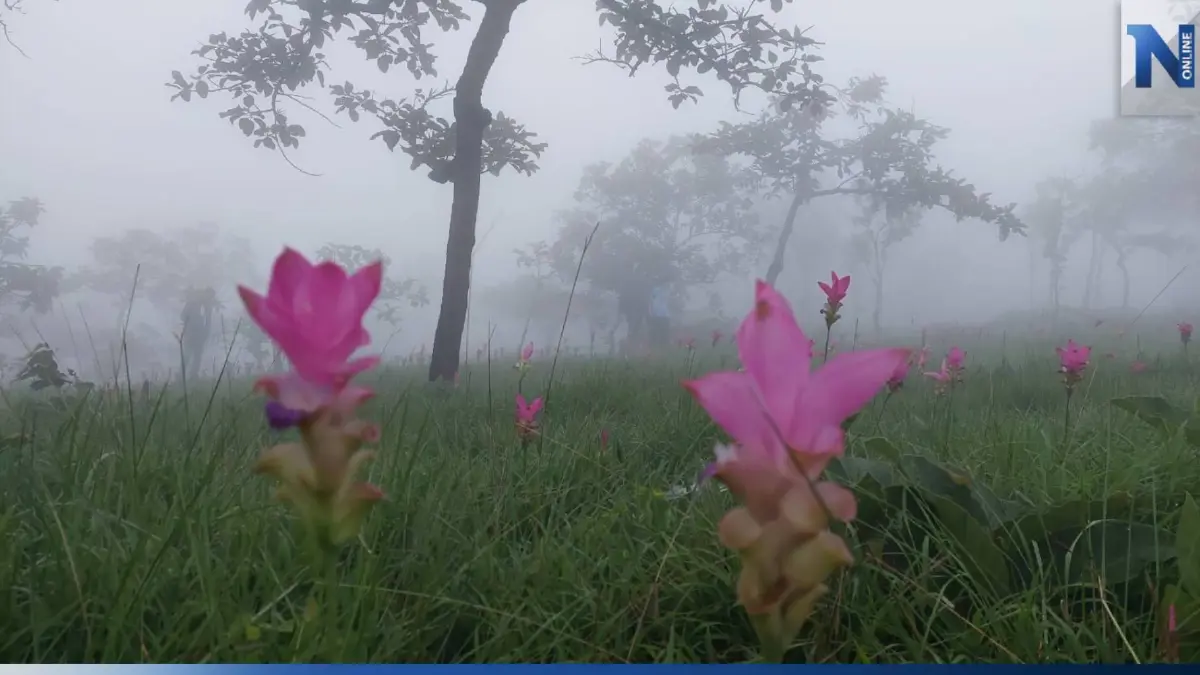 ชวนสัมผัสทะเลหมอก ชมทุ่งดอกกระเจียวบาน ที่อช.ป่าหินงาม