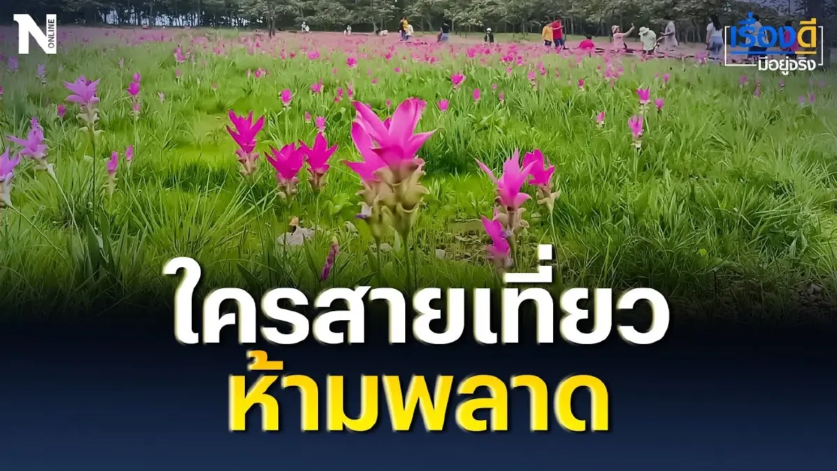 ใครสายเที่ยวห้ามพลาด ทุ่งดอกกระเจียวบานแล้ว ใครสายเที่ยวห้ามพลาด ทุ่งดอกกระเจียวบานแล้ว