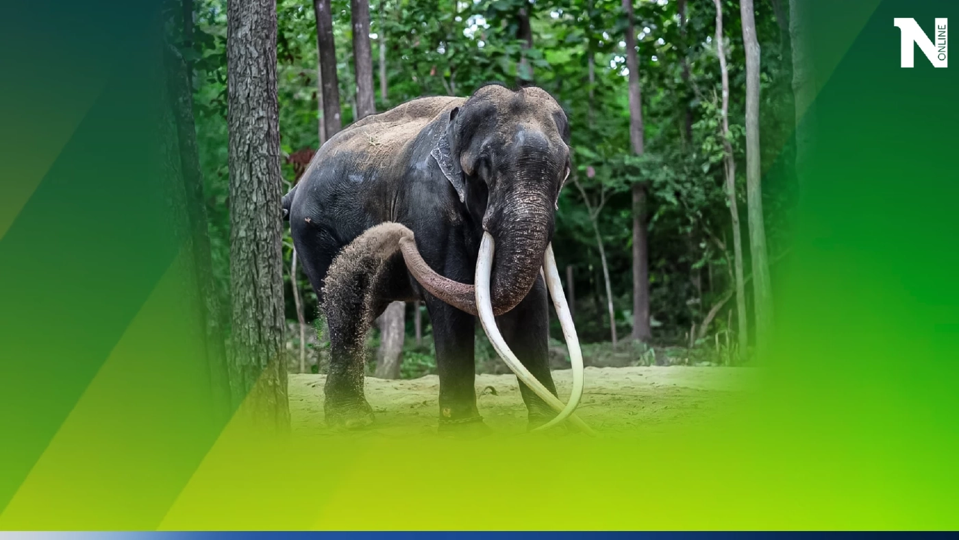 ในหลวง ทรงพระกรุณาโปรดเกล้าฯรับ “พลายศักดิ์สุรินทร์” ไว้ในพระบรมราชานุเคราะห์