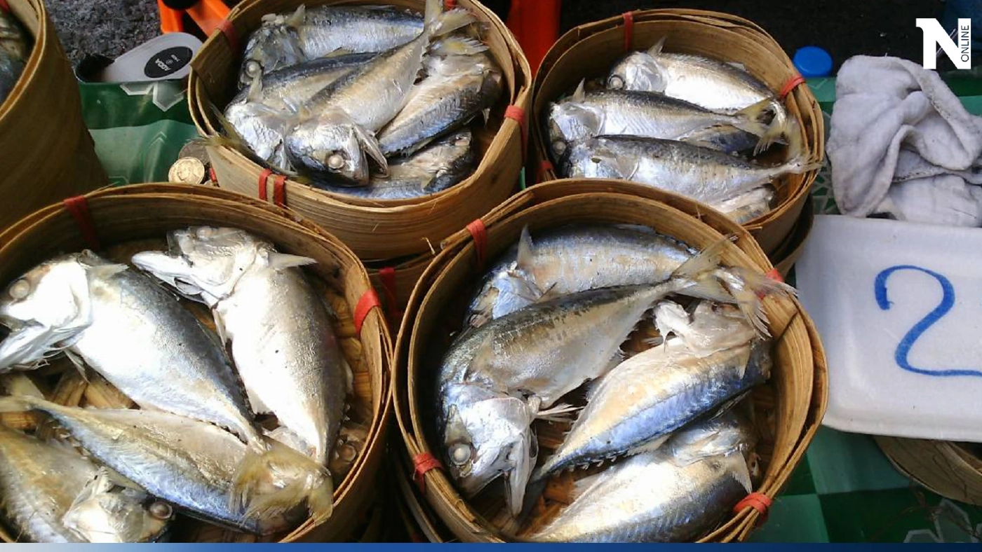 ปลาทูแม่กลองขึ้นทะเบียน GI ปลุกความหวังคนไทยร่วมใจอนุรักษ์ปลาทูไทย 