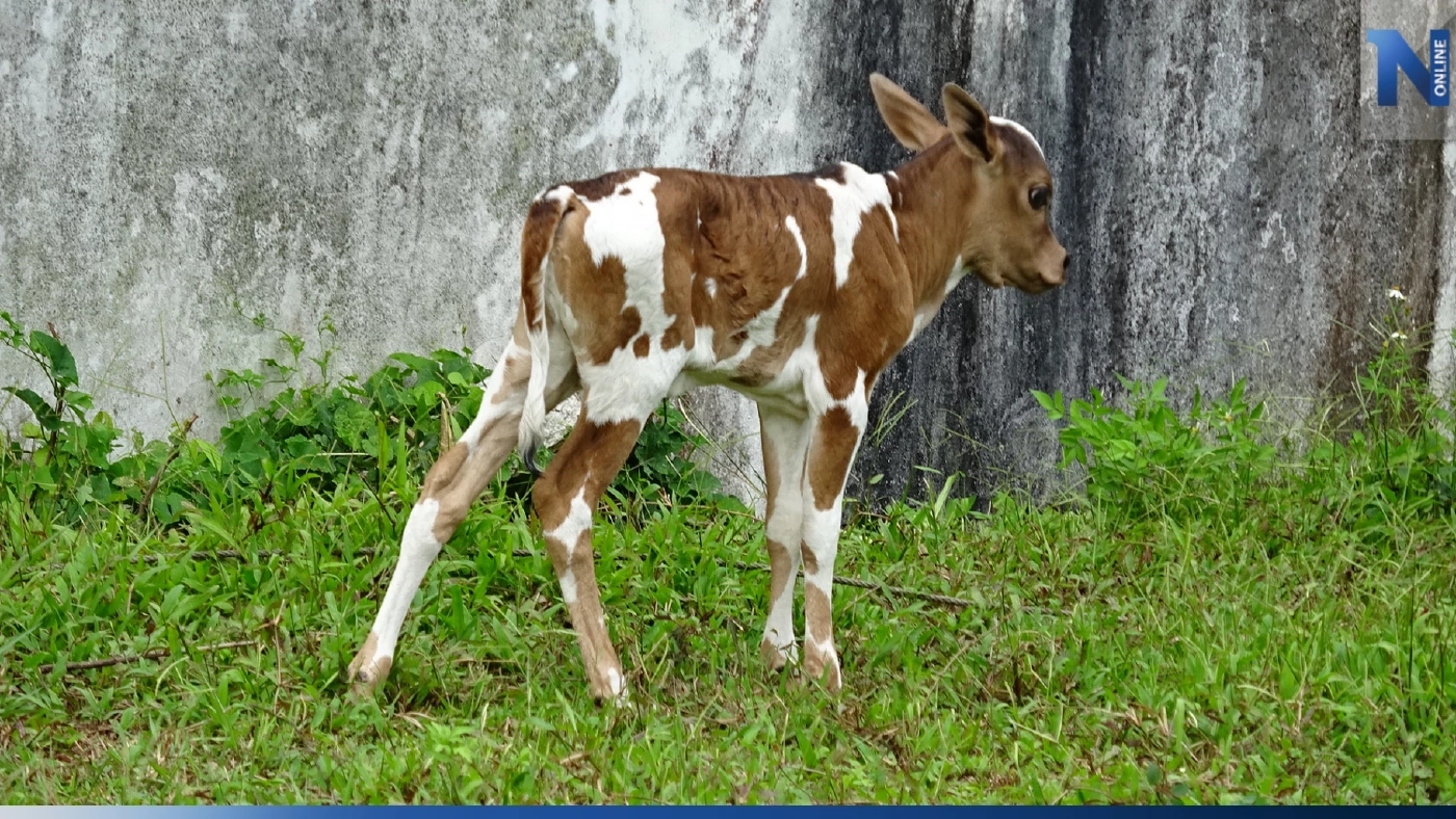 ชาวบ้านฮือฮา พบ "พญาวัว" ตรงตามตำราสายพันธุ์วัวชนโบราณ ชาวบ้านฮือฮา พบ "พญาวัว" ตรงตามตำราสายพันธุ์วัวชนโบราณ