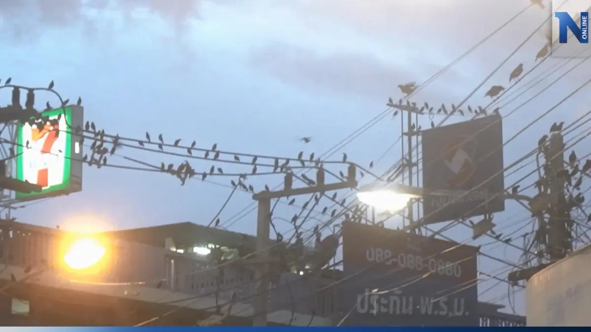 นกเอี้ยงนับหมื่น บุกยึดตลาดเมืองอุทัยธานีทำรัง ทิ้งบอมบ์ขาวเกลื่อนพื้น นกเอี้ยงนับหมื่น บุกยึดตลาดเมืองอุทัยธานีทำรัง ทิ้งบอมบ์ขาวเกลื่อนพื้น