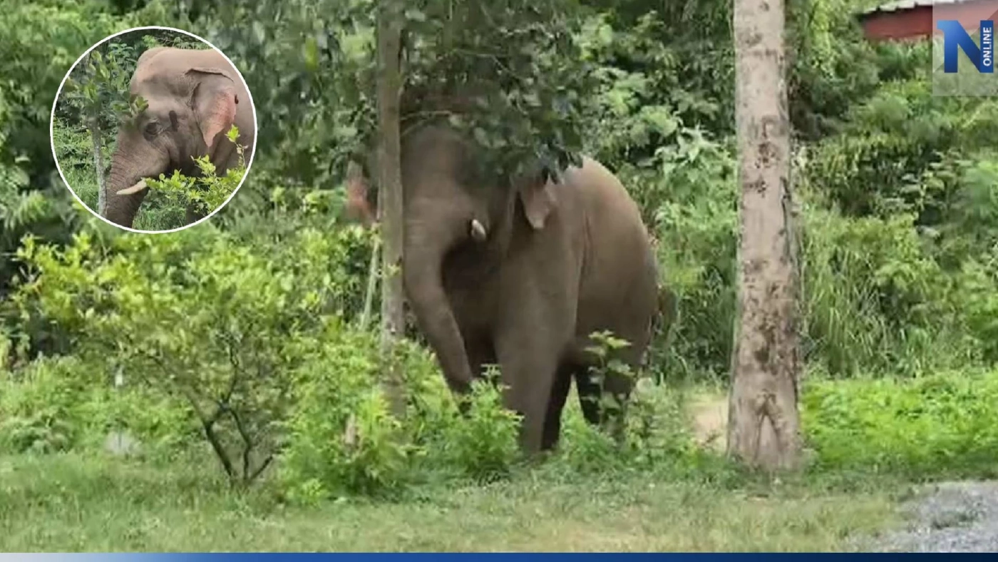 ระทึก "พลายเบี่ยงเล็ก" ช้างป่า หิวบุกหน้าบ้านพักเจ้าหน้าที่ กินขนุน