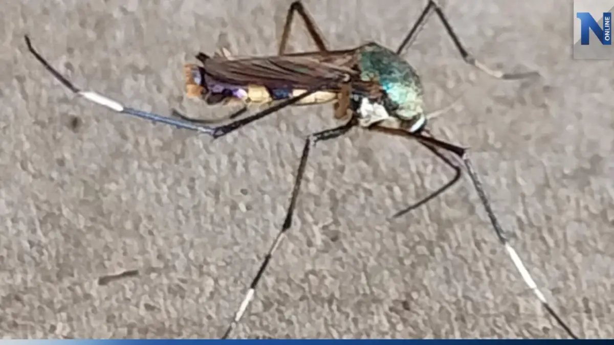 ชาวบ้านผวา พบ "ยุงลายยักษ์" ตัวโตเกือบ 3 ซม. หวั่นเป็นยุงลายสายพันธุ์ใหม่