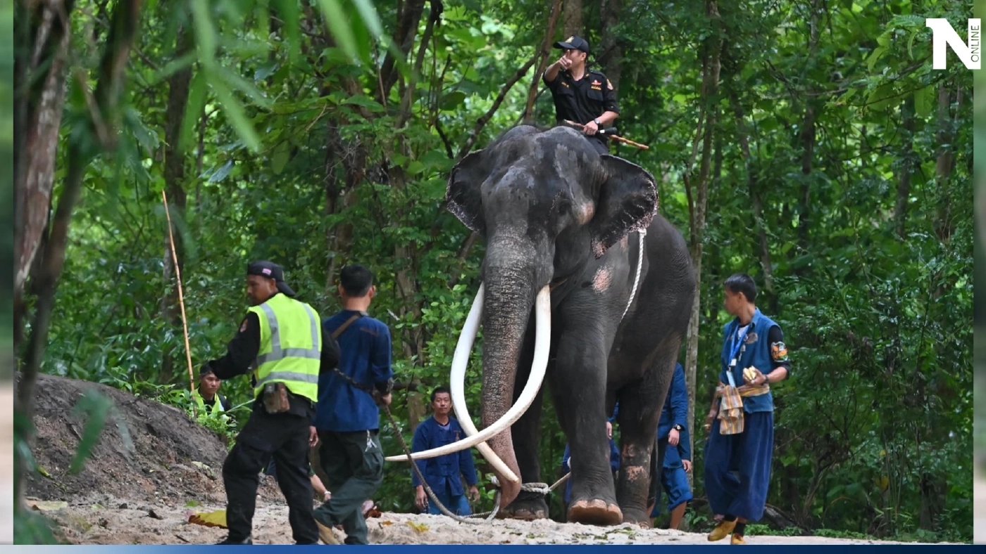 ประมวลภาพ "พลายศักดิ์สุรินทร์" ที่ สถาบันคชบาลฯ ล่าสุดปรับตัวได้ดี