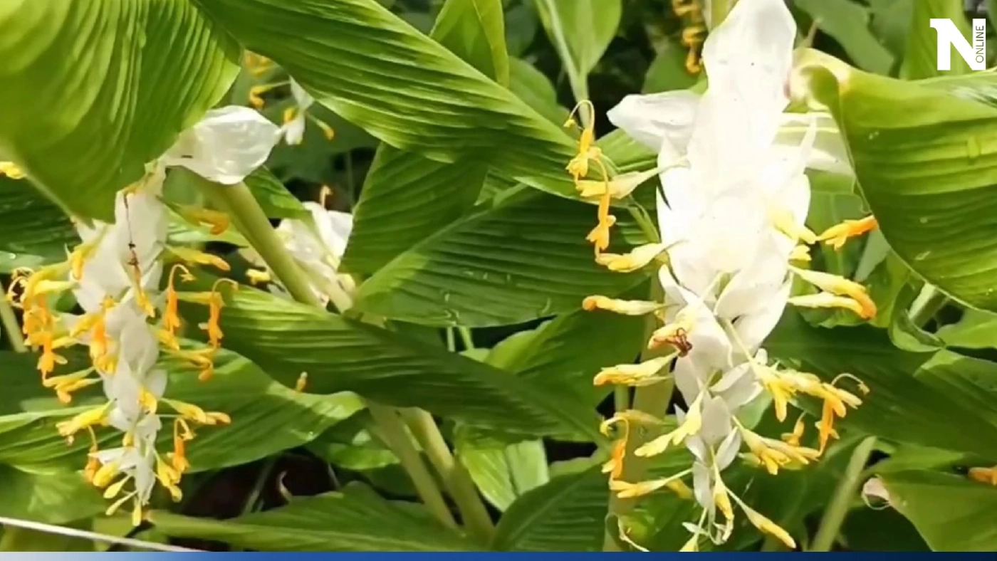 ชวนสายบุญ สายมู รู้จัก “ดอกเข้าพรรษา” ดอกไม้มงคล ในช่วงเทศกาลวันเข้าพรรษา 