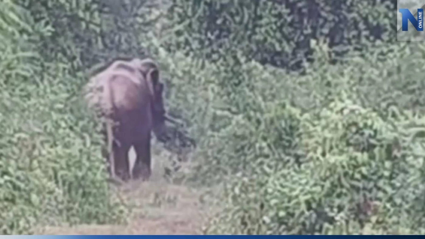 "เจ้างาบิด" ช้างป่าตัวอันตราย โผล่เดินหาของกินในพื้นที่ท่าตะเกียบ