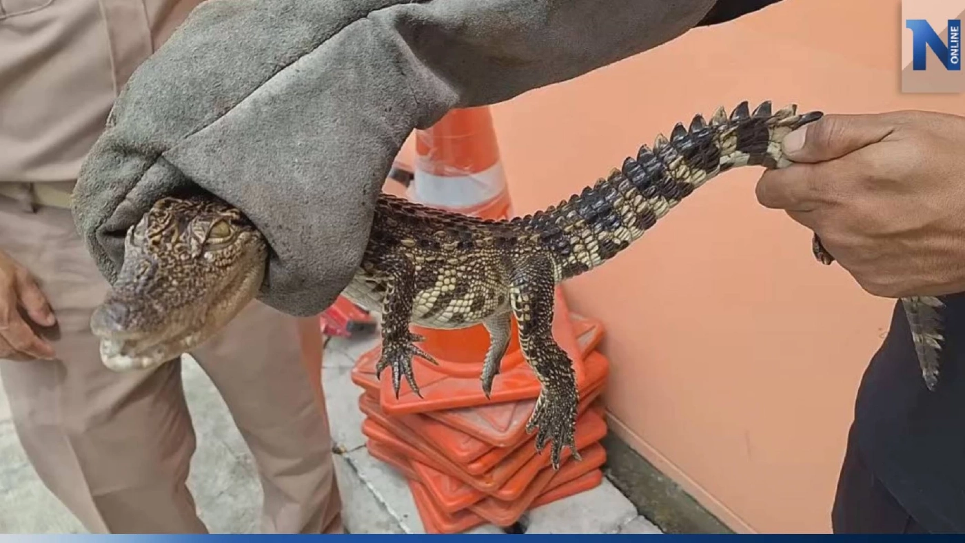 ฝนตกออกหาปลา ผงะหว่านแหเจอลูกจระเข้ แจ้ง จนท.ช่วยตรวจสอบ