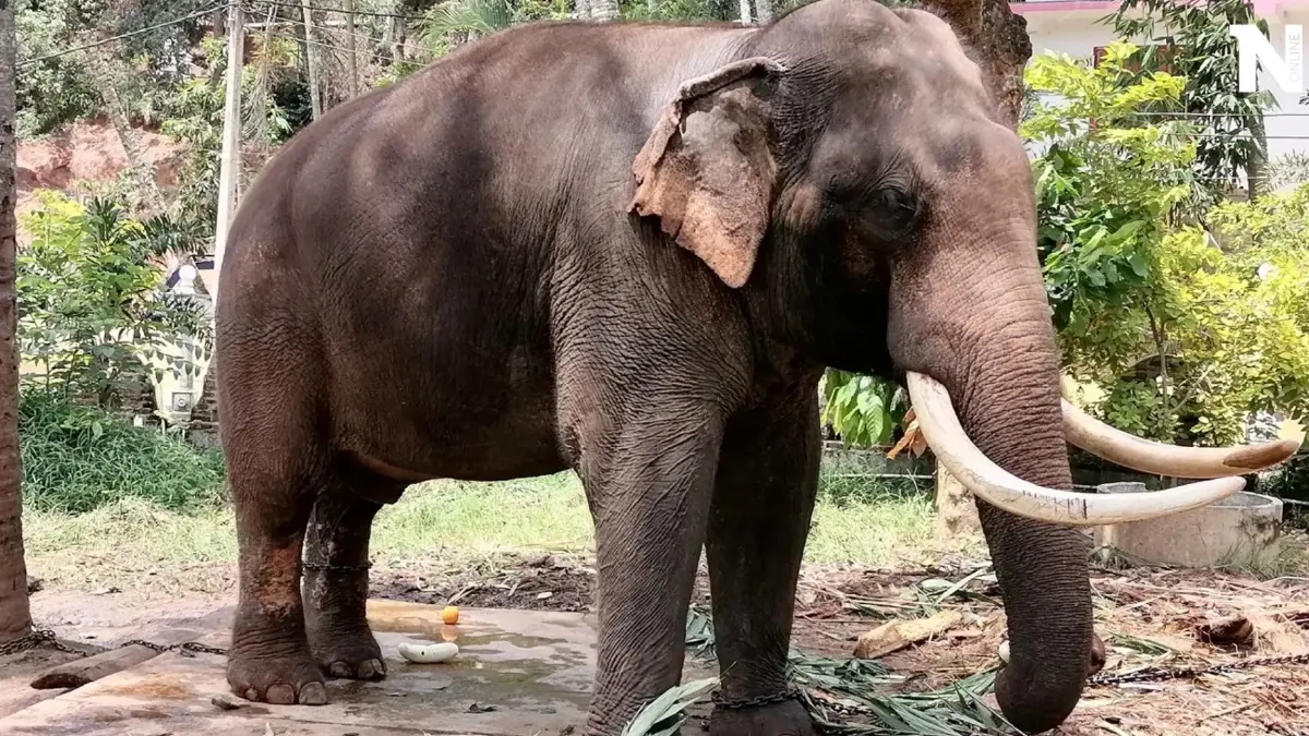 อัปเดตอาการล่าสุด "พลายประตูผา" 1ช้างไทยในศรีลังกา หากขนย้ายเสี่ยงอันตราย