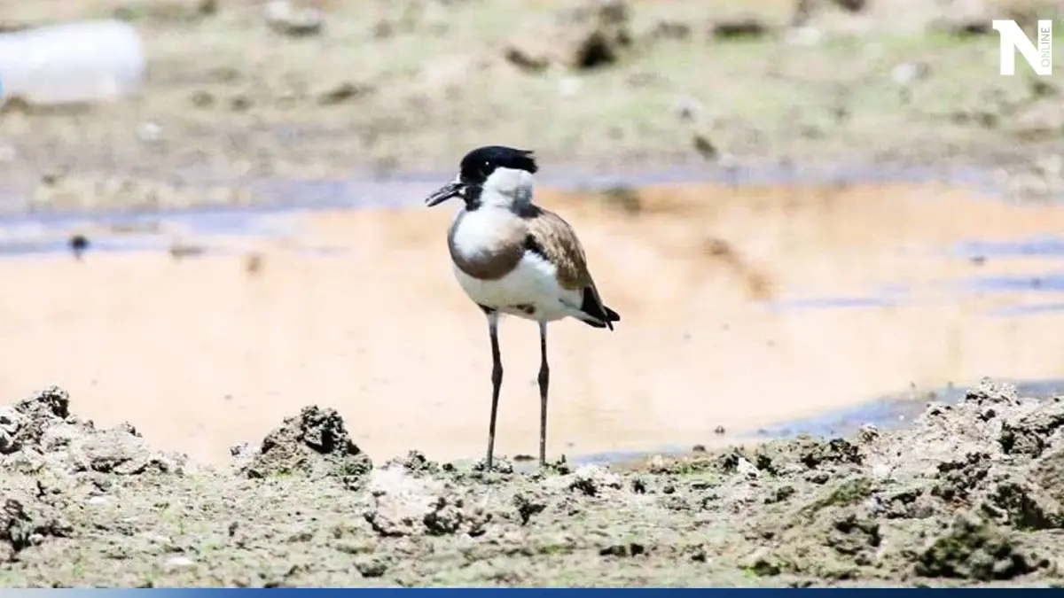 ชมภาพหาดูยาก "นกกระแตหาด" ร่วมอนุรักษ์ก่อนสูญเสียถิ่นที่อยู่ ชมภาพหาดูยาก "นกกระแตหาด" ร่วมอนุรักษ์ก่อนสูญเสียถิ่นที่อยู่