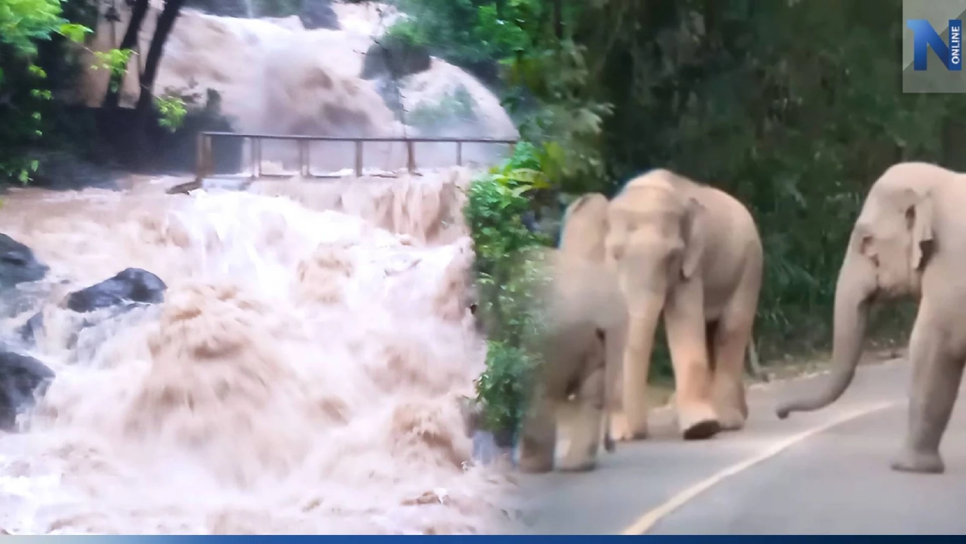 ปิดชั่วคราว "น้ำตกคลองแก้ว" หลังโขลงช้างป่าเปลี่ยนที่หากิน-ฝนตกหนักในพื้นที่