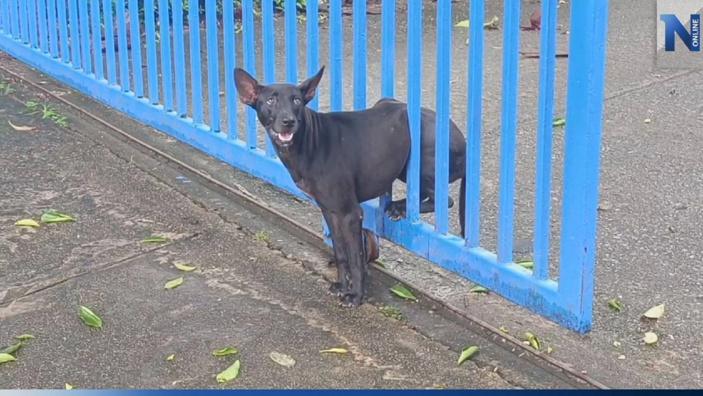 ตูบแสนซน ลอดรั้วประตูเหล็ก แต่พลาดติดช่วงเอว กู้ภัยต้องใช้เครื่องตัดถ่างช่วย