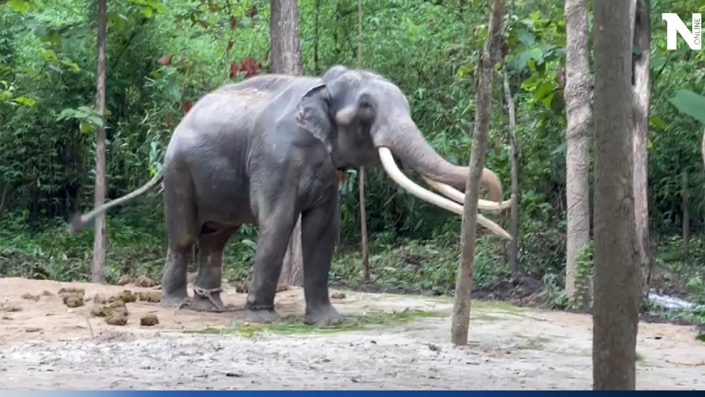 “พลายศักดิ์สุรินทร์”ร่าเริง ปรับตัวได้ดี สัตวแพทย์เตรียมประเมินอาการป่วย