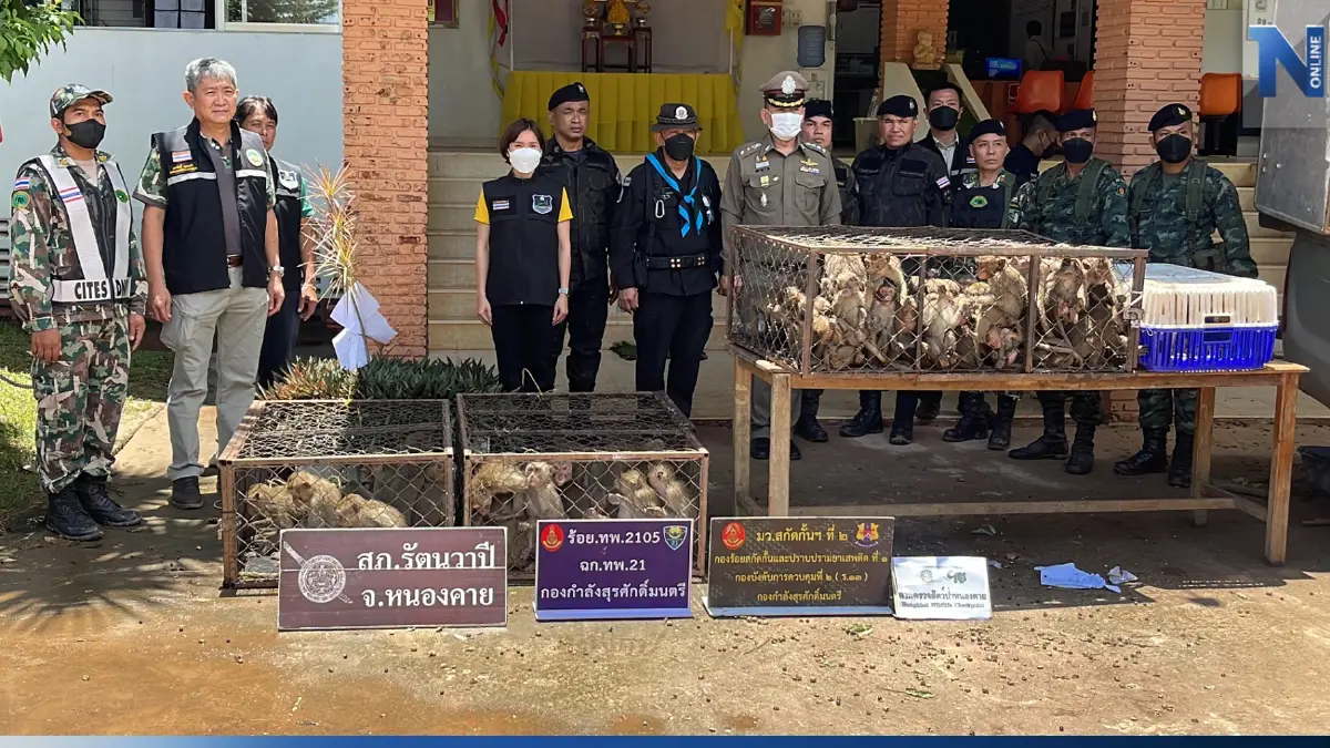 สกัดแก๊งลักลอบค้าสัตว์ป่า ช่วย"ลิงแสม" 62 ตัว เตรียมส่งออก"เมนูเปิบพิสดาร" สกัดแก๊งลักลอบค้าสัตว์ป่า ช่วย"ลิงแสม" 62 ตัว เตรียมส่งออก"เมนูเปิบพิสดาร"