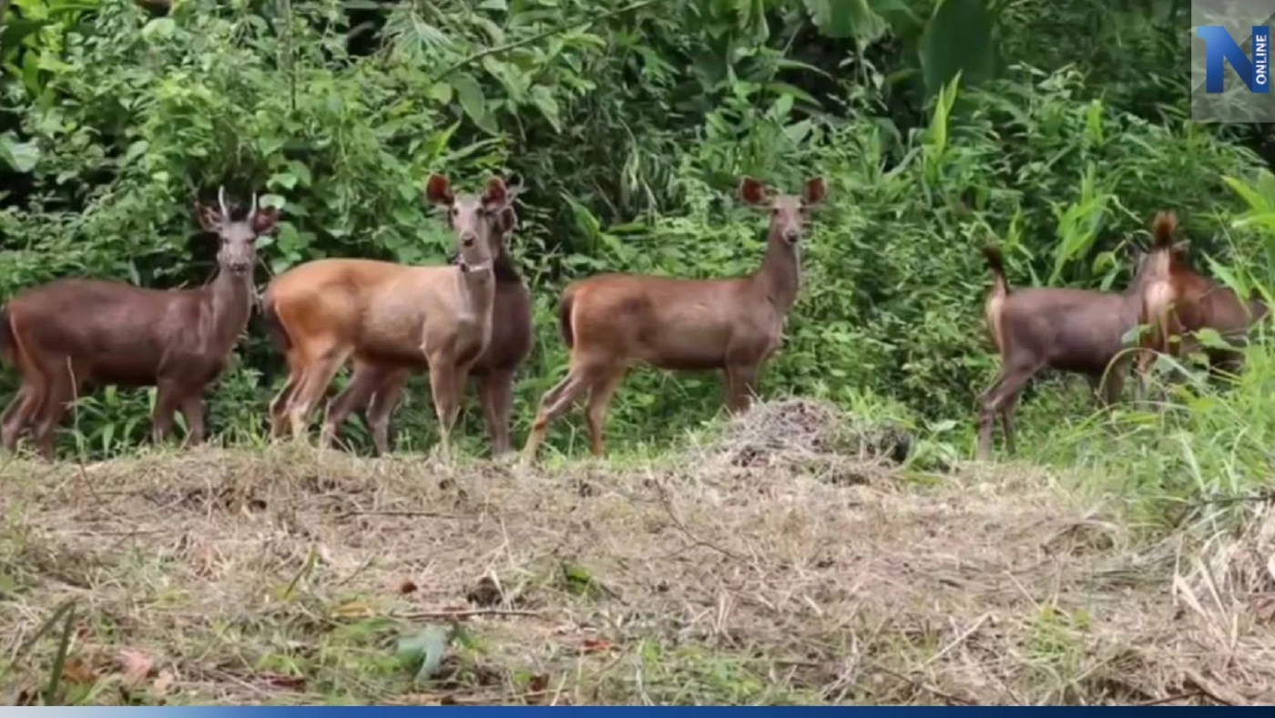 อช.คลองลาน ปล่อยกวางป่า 14 ตัว คืนสู่ธรรมชาติ ติดปลอกคอศึกษาพฤติกรรม