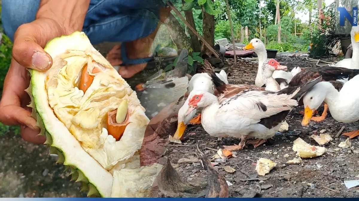 ฮือฮา! เป็ดสตูล เจ้าของเลี้ยงด้วย "หมอนทอง - มูซังคิง" เปิดเหตุผลมาสุดอึ้ง