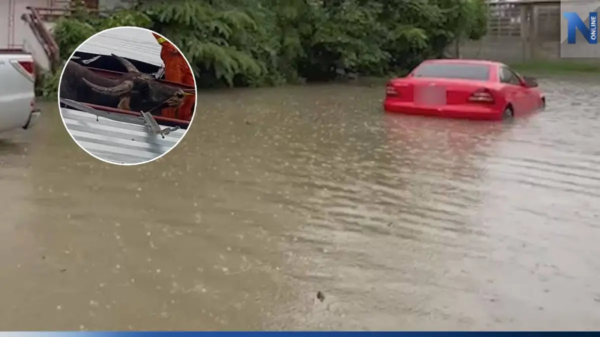 พายุฝนถล่มมุกดาหาร หลังคาคอกพังทับควายบาดเจ็บ น้ำท่วมขังหลายจุด พายุฝนถล่มมุกดาหาร หลังคาคอกพังทับควายบาดเจ็บ น้ำท่วมขังหลายจุด