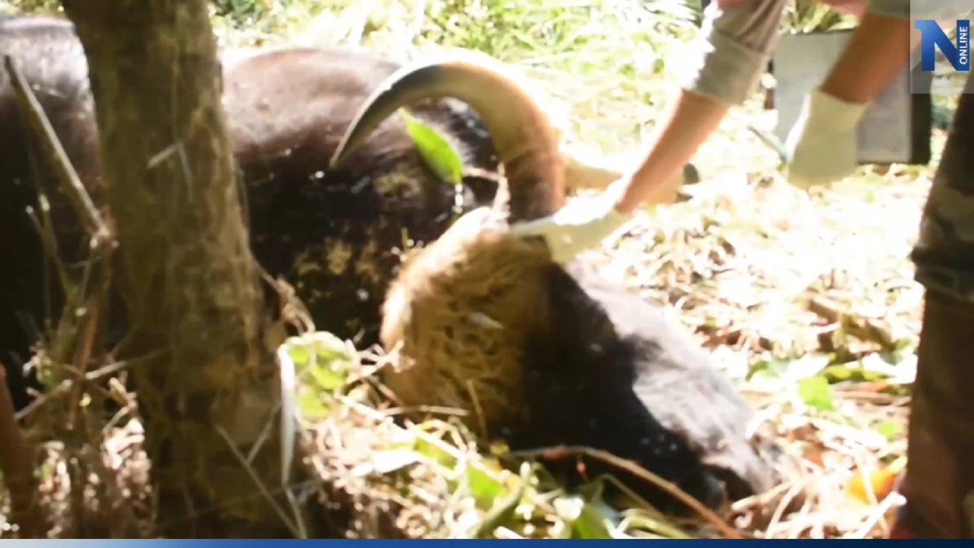 ใจร้าย! "กระทิงเขาแผงม้า" ถูกยิงตาย ติดแนวเขตอุทยานแห่งชาติเขาใหญ่ ใจร้าย! "กระทิงเขาแผงม้า" ถูกยิงตาย ติดแนวเขตอุทยานแห่งชาติเขาใหญ่