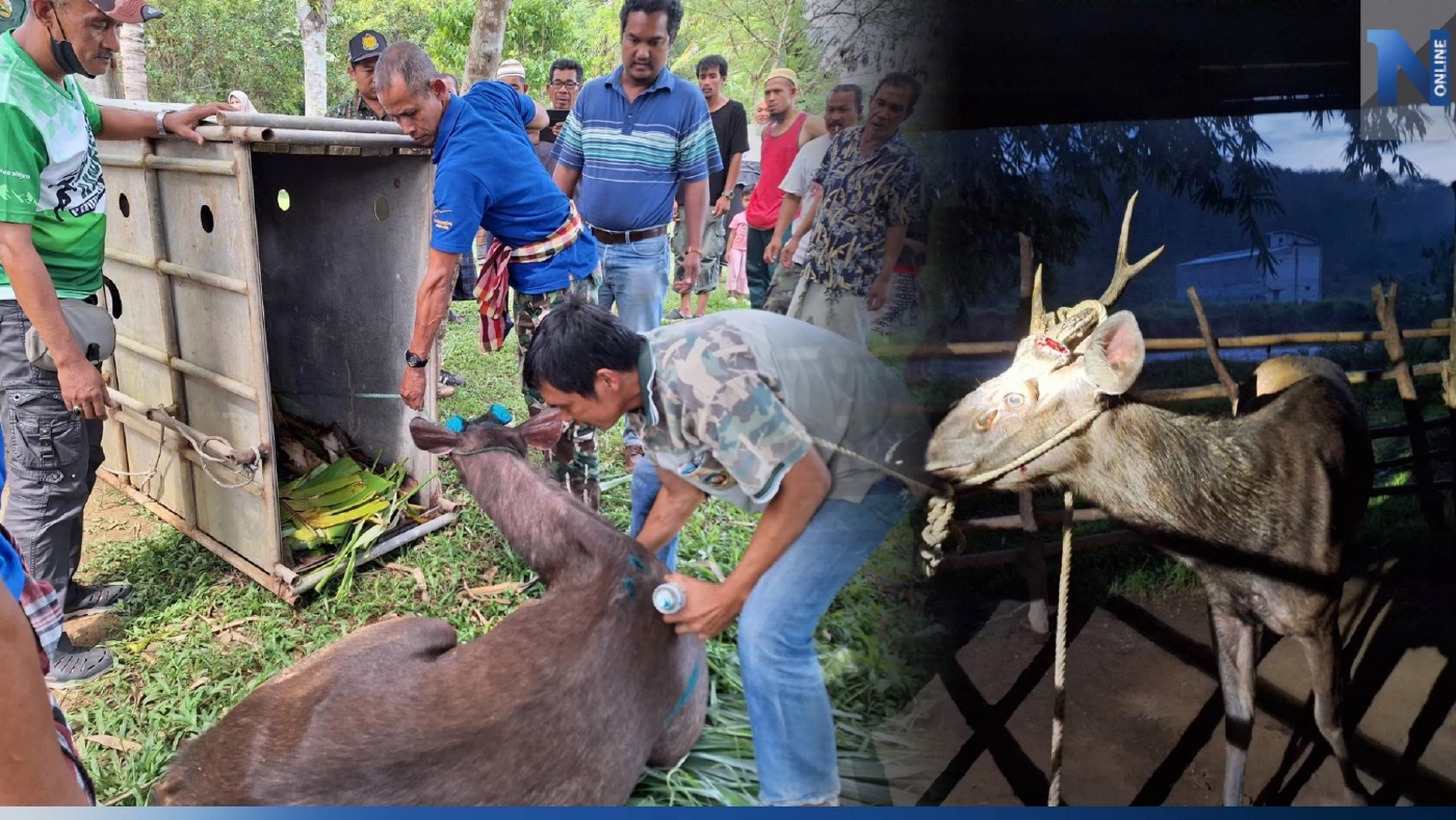 ช่วยกวางป่าถูกนายพรานไล่ล่า หนีซ่อนตัวคอกวัวชาวบ้าน พบเขาหัก-ขาเจ็บ