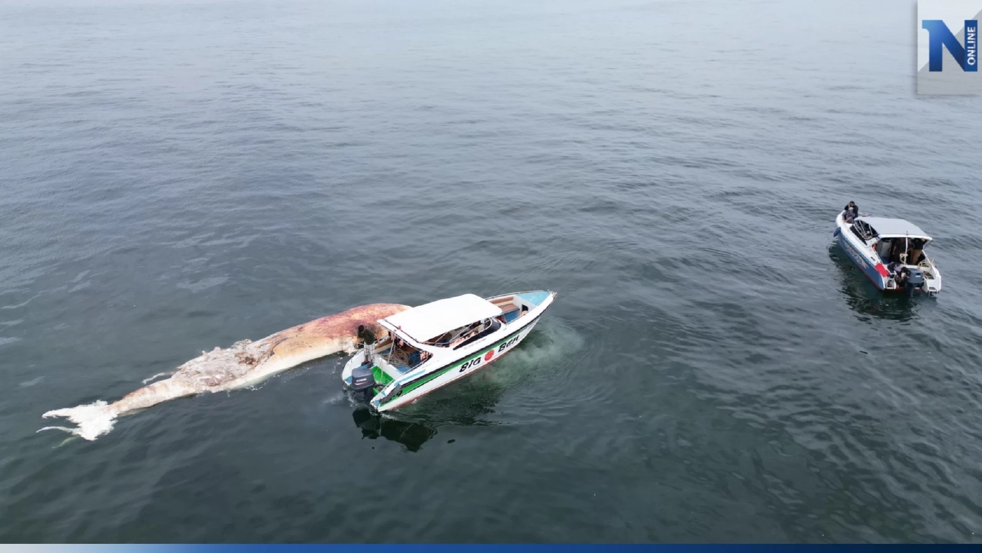 สุดเศร้า! พบซาก "วาฬบรูด้า" ขนาดใหญ่ ลอยตายปริศนา ใกล้เกาะล้าน