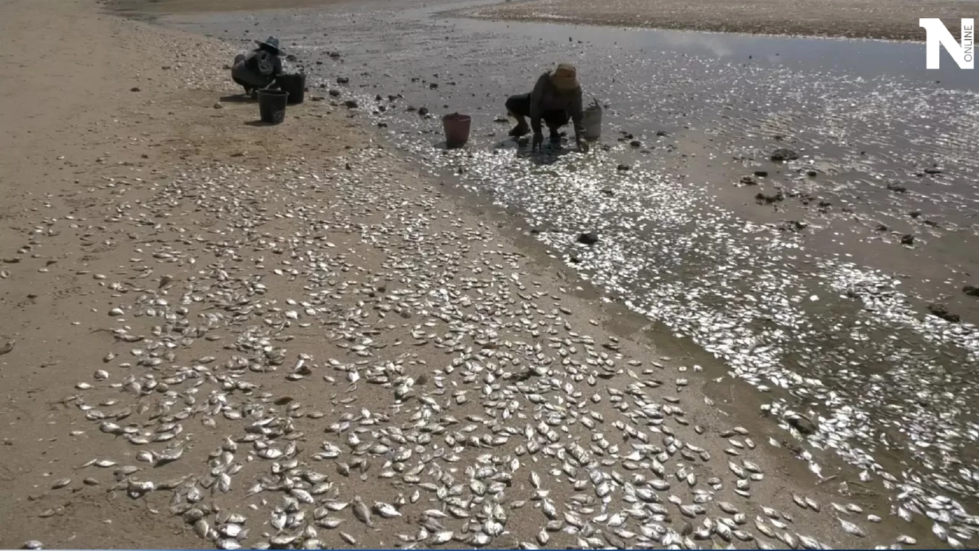 “ปรากฏการณ์น้ำแดง” แพลงก์ตอนบลูม ส่งผลให้สิ่งแวดล้อมในทะเลเปลี่ยนรวดเร็ว 