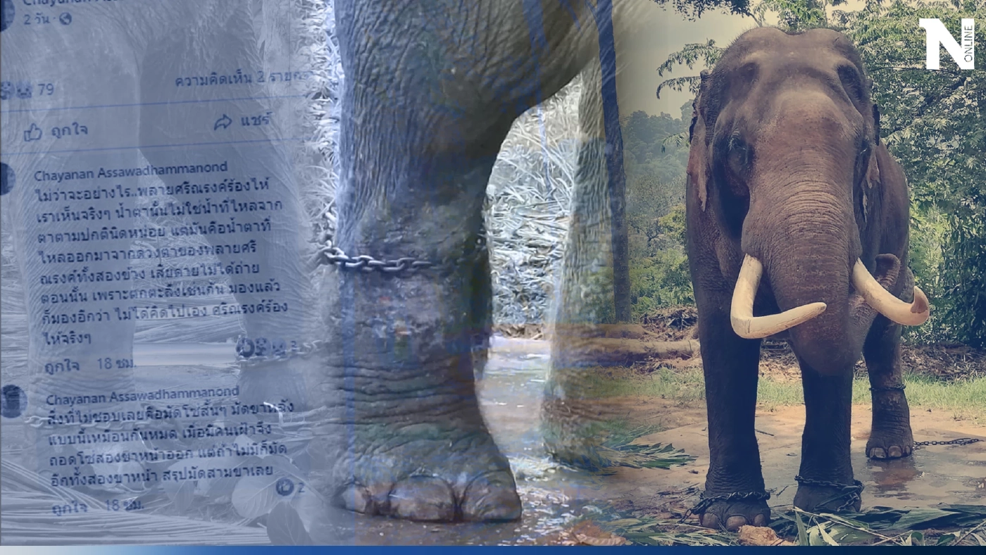 เปิดข้อมูลล่าสุด "พลายประตูผา" หลังถูกพาออกนอกพื้นที่ เลี่ยงเจอทีมงานไทย