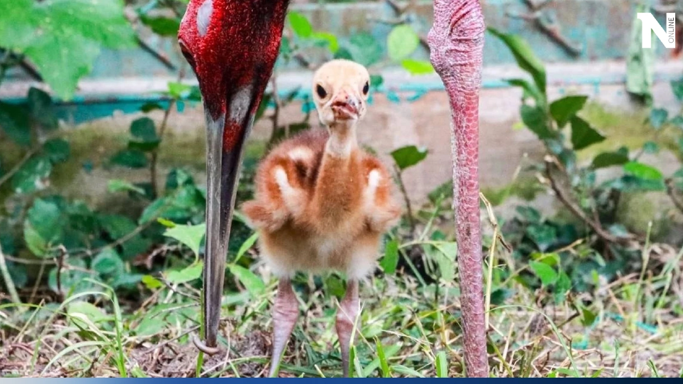 โซเชียลแห่แชร์ ภาพสมาชิกใหม่ "ลูกนกกระเรียนพันธุ์ไทย" หาชมได้ยาก ในวันนี้