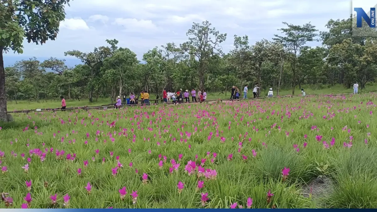 วันหยุด นทท. ชมความงาม "ทุุ่งดอกกระเจียว" อุทยานแห่งชาติไทรทอง คึกคัก