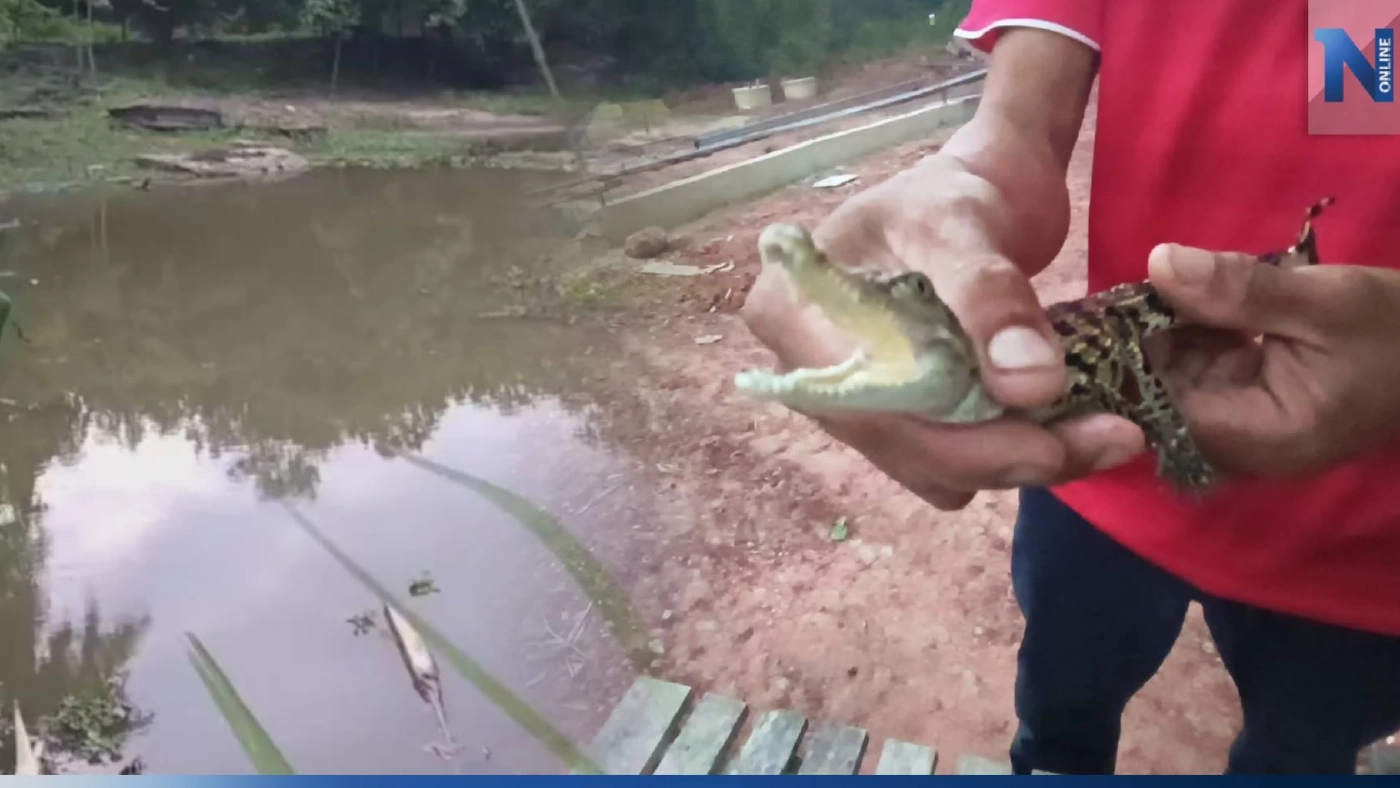 ชาวบ้านผวา พบลูกจระเข้โผล่ในบ่อน้ำข้างบ้าน ชาวบ้านผวา พบลูกจระเข้โผล่ในบ่อน้ำข้างบ้าน