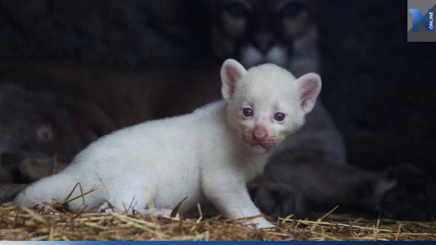 เผยภาพ "พูมาเผือก" ที่สวนสัตว์นิการากัว