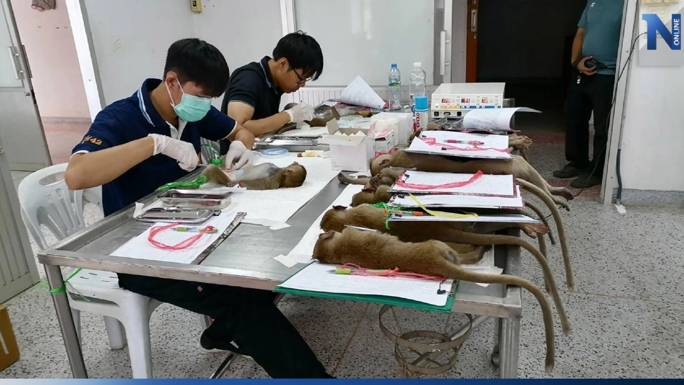 ส่วนอนุรักษ์สัตว์ป่าฯ จับลิงลพบุรีทำหมัน ก่อนปล่อยสู่ถิ่นเดิม ส่วนอนุรักษ์สัตว์ป่าฯ จับลิงลพบุรีทำหมัน ก่อนปล่อยสู่ถิ่นเดิม