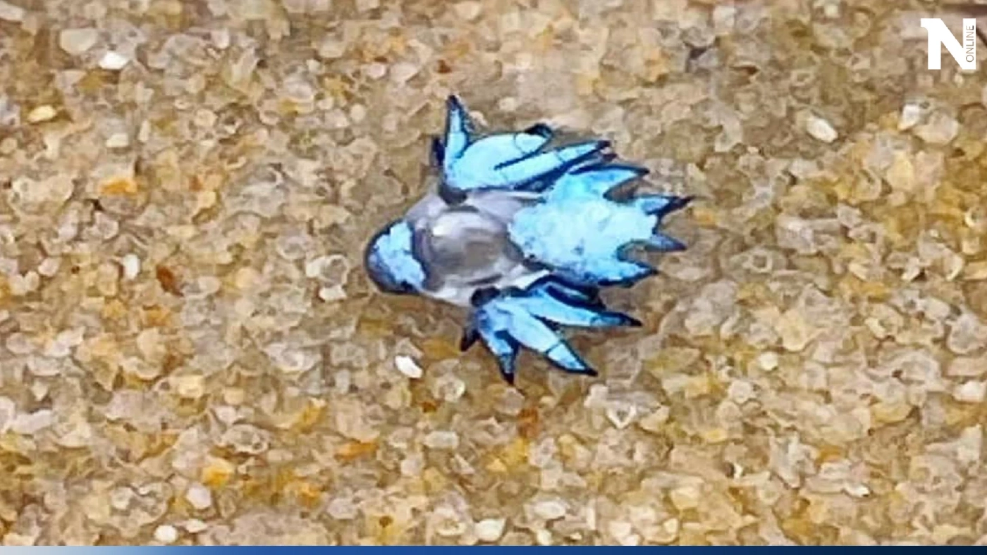 ห้ามจับเล่น เพจดังเตือน พบทากทะเลหายาก blue dragon ที่ภูเก็ต สวยอันตราย ห้ามจับเล่น เพจดังเตือน พบทากทะเลหายาก blue dragon ที่ภูเก็ต สวยอันตราย