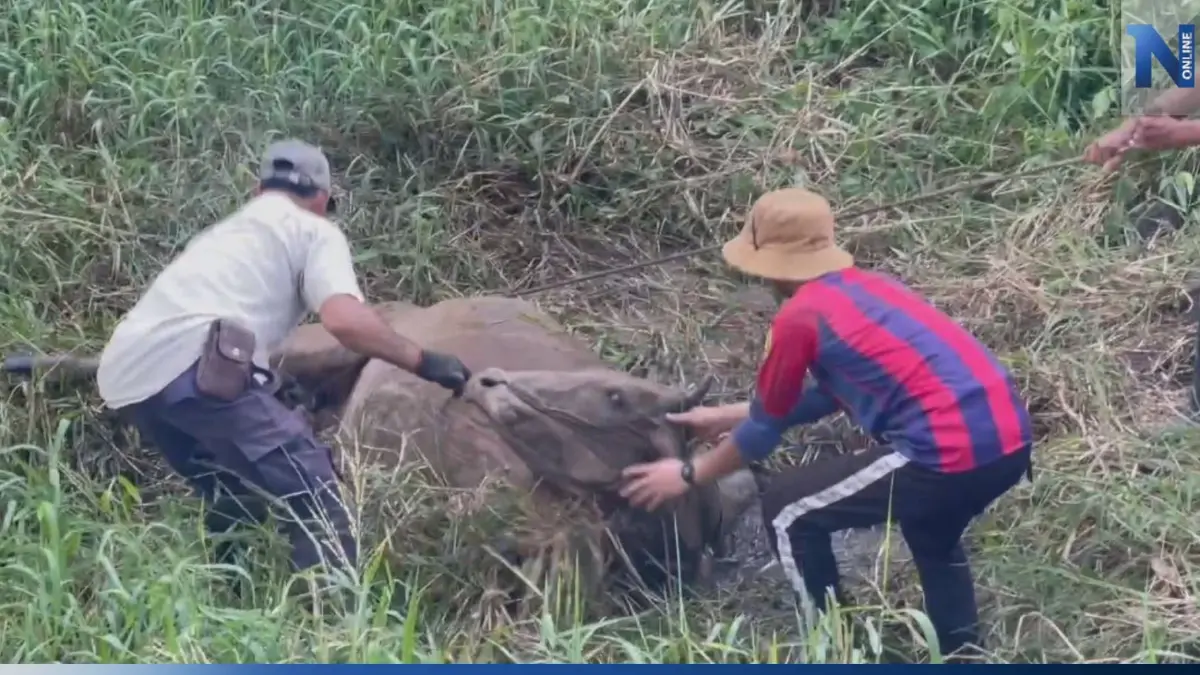 เล็มหญ้าเพลินไปหน่อย! เร่งช่วย "เจ้าหนุน" วัวท้องแก่ พลัดตกคลองริมทาง เล็มหญ้าเพลินไปหน่อย! เร่งช่วย "เจ้าหนุน" วัวท้องแก่ พลัดตกคลองริมทาง
